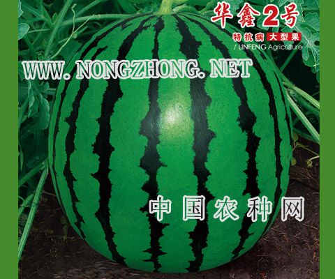 华鑫2号